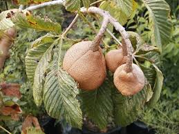 Attēlu rezultāti vaicājumam “Aesculus x hybrida fruit”