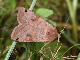 Attēlu rezultāti vaicājumam “Xestia baja”