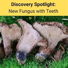 Attēlu rezultāti vaicājumam “Hydnellum sp.”