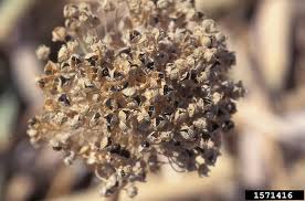 Attēlu rezultāti vaicājumam “Allium cepa”