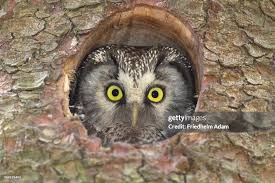 Attēlu rezultāti vaicājumam “Aegolius funereus adult”