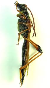 Attēlu rezultāti vaicājumam “Necydalis major”