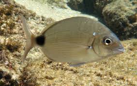 Image result for Diplodus capensis