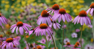 Attēlu rezultāti vaicājumam “Echinacea purpurea”