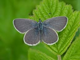 Attēlu rezultāti vaicājumam “Cupido minimus”