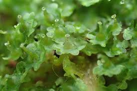 Attēlu rezultāti vaicājumam “Blasia pusilla sporophyte”