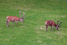 Attēlu rezultāti vaicājumam “Cervus elaphus”