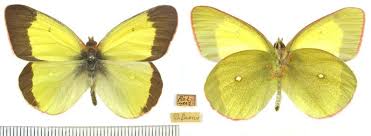 Attēlu rezultāti vaicājumam “Colias palaeno male”