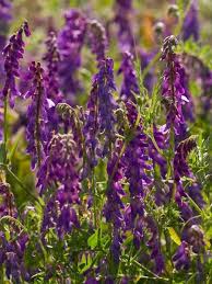 Attēlu rezultāti vaicājumam “Vicia cracca flower”