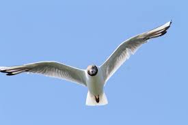 Attēlu rezultāti vaicājumam “Larus ridibundus juvenile”