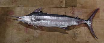 Image result for Makaira mazara