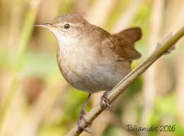 Image result for Locustella luscinioides