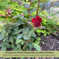 Image result for Red Rose Cc