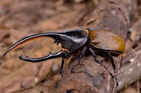 Attēlu rezultāti vaicājumam “Insecta”