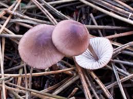 Attēlu rezultāti vaicājumam “Mycena purpureofusca”