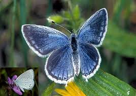 Attēlu rezultāti vaicājumam “Everes argiades male”