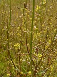 Attēlu rezultāti vaicājumam “Rorippa palustris fruit”