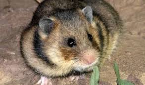 Attēlu rezultāti vaicājumam “Cricetidae”