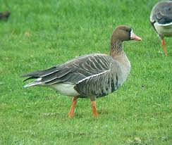 Attēlu rezultāti vaicājumam “Anser albifrons adult”