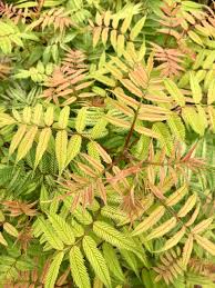 Attēlu rezultāti vaicājumam “Sorbaria sorbifolia bud”