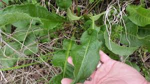 Attēlu rezultāti vaicājumam “Rumex crispus leaf”