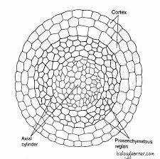 Attēlu rezultāti vaicājumam “Sphagnum centrale sporophyte”