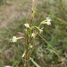 Attēlu rezultāti vaicājumam “Silene tatarica”