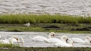 Image result for Sussex Swans