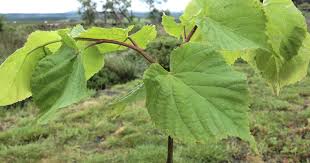 Attēlu rezultāti vaicājumam “Tilia cordata leaf”