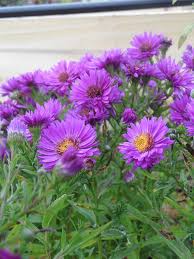 Image result for Aster novi-belgii
