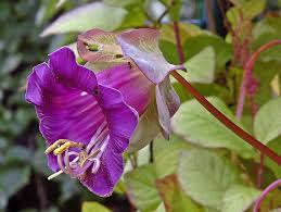 Image result for Glockenrebe