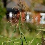 Attēlu rezultāti vaicājumam “Calamagrostis purpurea flower”