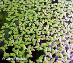 Attēlu rezultāti vaicājumam “Lemna minor”