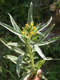 Attēlu rezultāti vaicājumam “Erysimum hieracifolium”