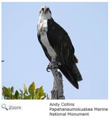 Image result for Pandion haliaetus