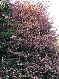 Attēlu rezultāti vaicājumam “Fagus sylvatica fo. purpurea flower”