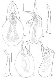 Attēlu rezultāti vaicājumam “Scaphisoma sp.”