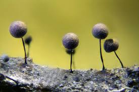 Attēlu rezultāti vaicājumam “Lamproderma pseudomaculatum macro”