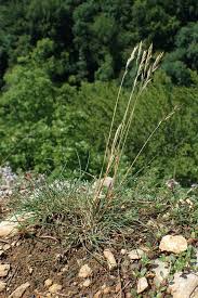Attēlu rezultāti vaicājumam “Festuca ovina”