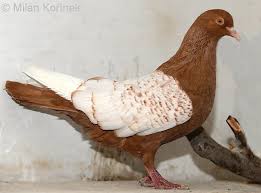 Attēlu rezultāti vaicājumam “Columba livia f. domestica adult”