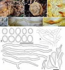 Attēlu rezultāti vaicājumam “Phellinus laevigatus”