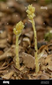 Attēlu rezultāti vaicājumam “Monotropa hypopitys flower”