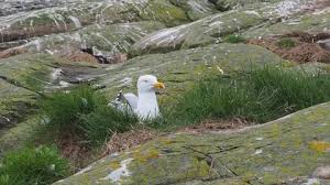 Attēlu rezultāti vaicājumam “Larus argentatus nest”