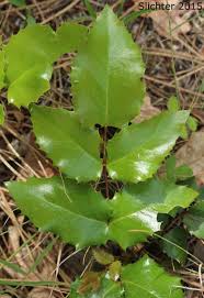 Attēlu rezultāti vaicājumam “Mahonia aquifolium leaf”