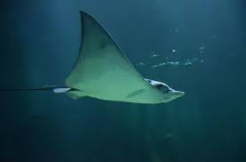 Image result for Aetobatus ocellatus