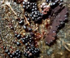 Attēlu rezultāti vaicājumam “Badhamia panicea sessile”