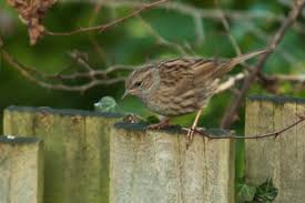 Attēlu rezultāti vaicājumam “Prunella modularis adult”