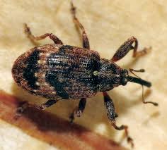 Attēlu rezultāti vaicājumam “Anthonomus pomorum”