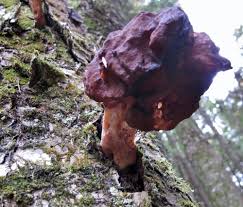 Attēlu rezultāti vaicājumam “Gyromitra infula”