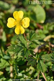Attēlu rezultāti vaicājumam “Potentilla erecta flower”